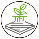 Mô phỏng hệ rễ của cỏ tự nhiên